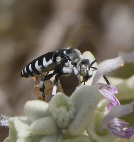 Thyreus ramosus